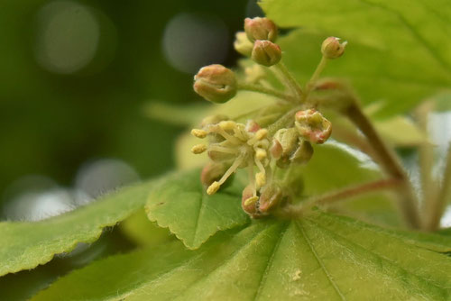 コハウチワカエデ,花,こはうちわ