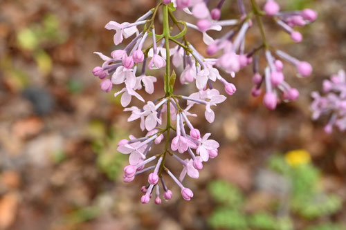 ライラックの花,リラの花