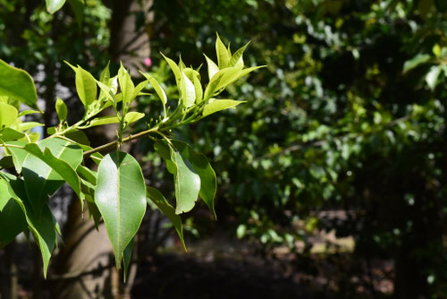 ソヨゴ,そよご,芽吹き