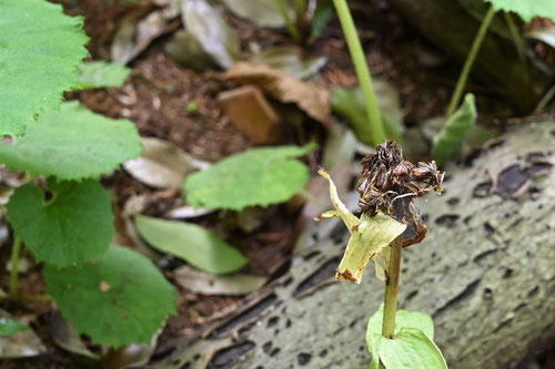 フキノトウ,植物