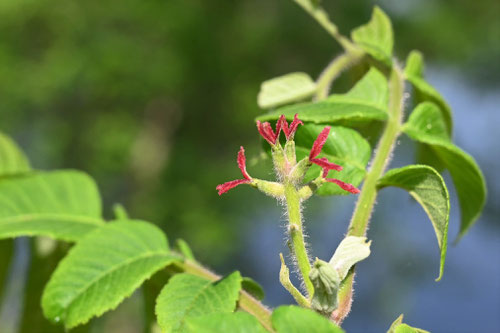 鬼胡桃の雌花