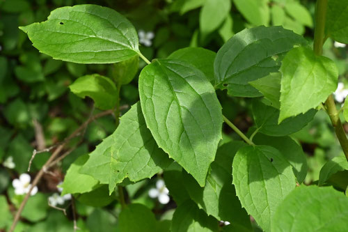 バイカウツギ 庭木図鑑 植木ペディア バイカウツギ 庭木図鑑 植木ペディア
