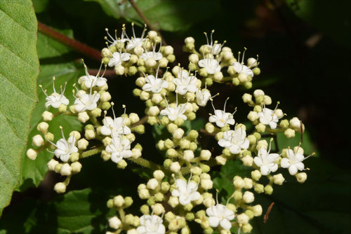 ガマズミ,がまずみ,植物