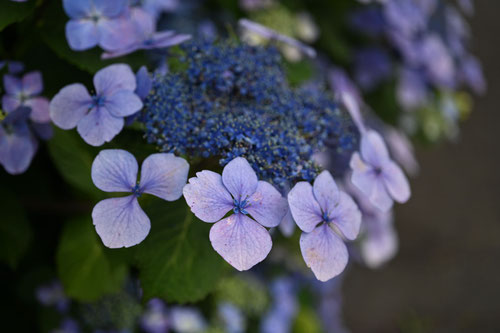 がくあじさい,花,ガクアジサイ