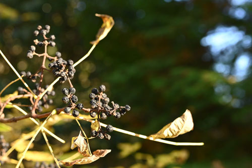 キハダの木,黄檗宗,果実
