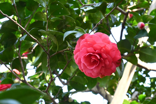 赤角倉（あかすみのくら）