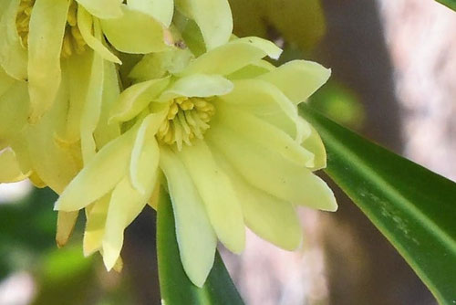 シキミ,しきび,樒,開花時期,めばな,しきみ