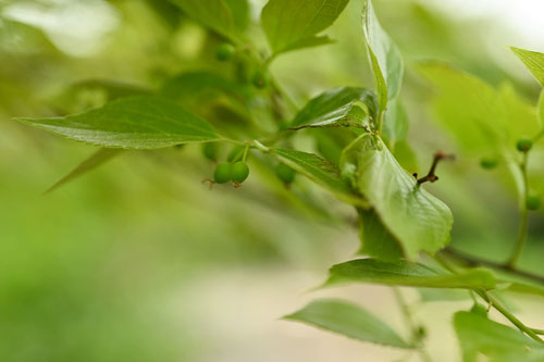 Chinese Hackberry