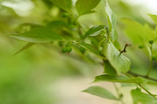 エノキ,えのき,榎の木,Chinese Hackberry