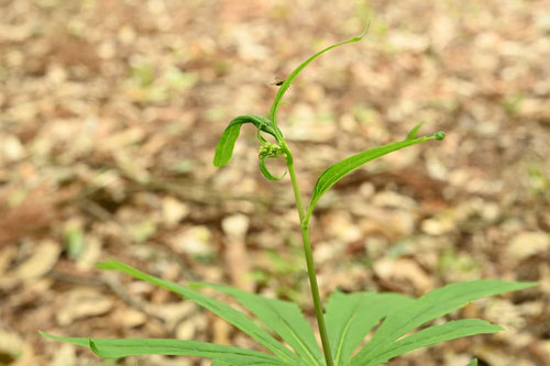 やぶれがさ　山野草　花