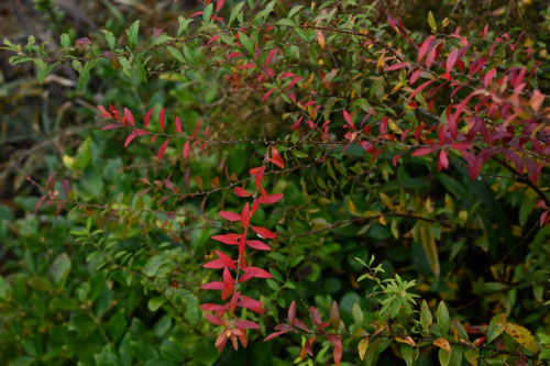 ゆきやなぎ,植物,雪柳