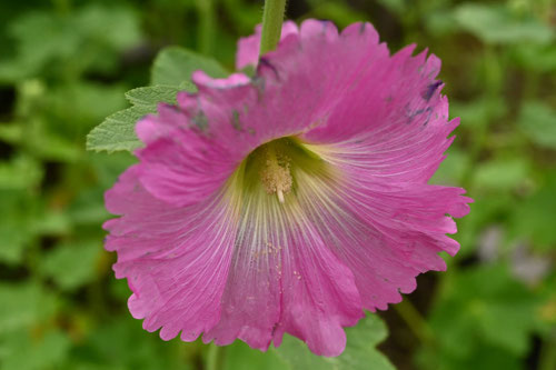 タチアオイ,たちあおい,花,立葵,植物