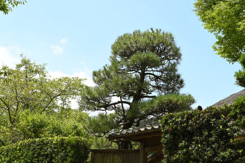 潮風に強い木,種類