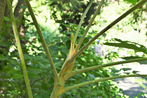 カミヤツデ,かみやつで,Rice-paper tree