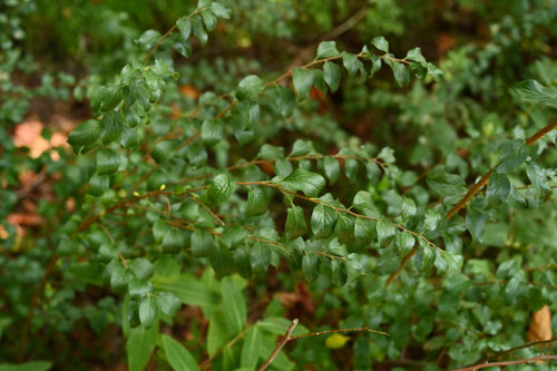 シジミバナ,シジミバナ,蜆花