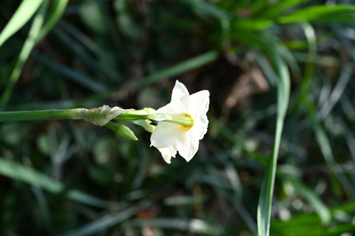スイセンの花,ハダカユリ