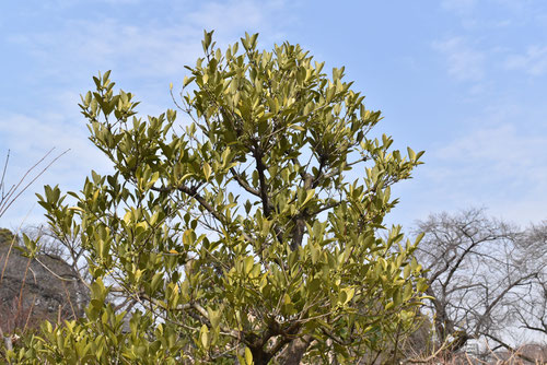 もくれいし,小石川植物園,モクレイシ