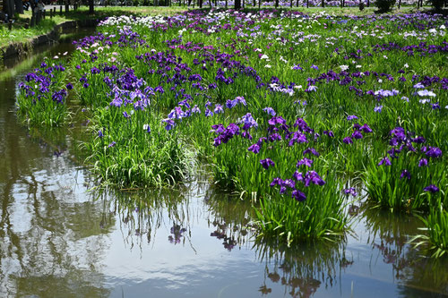 花菖蒲,開花期