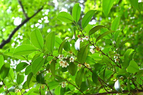 ６月の花