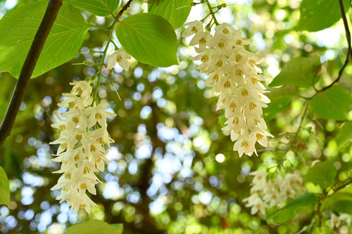 はくうんぼく,Fragrant snowbell,ハクウンボク