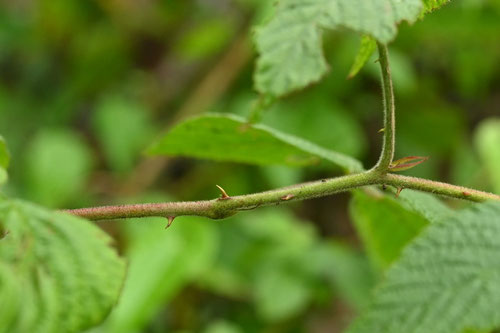 Japanese raspberry