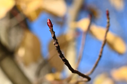 ミズキ 冬芽