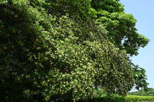 扉の木,花が咲く時期,トベラの木