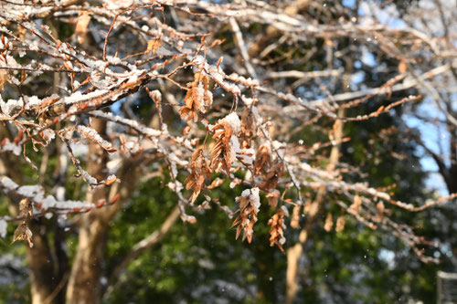 イヌシデの木,いぬしで
