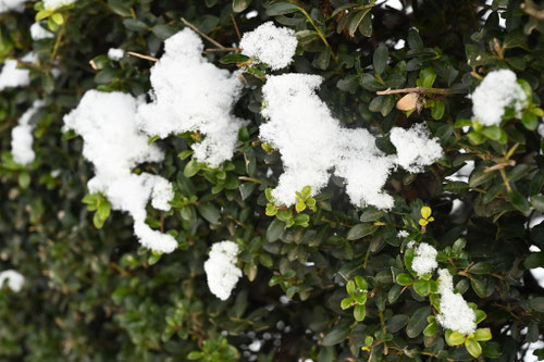 キンメツゲの木に雪,きんめつげ