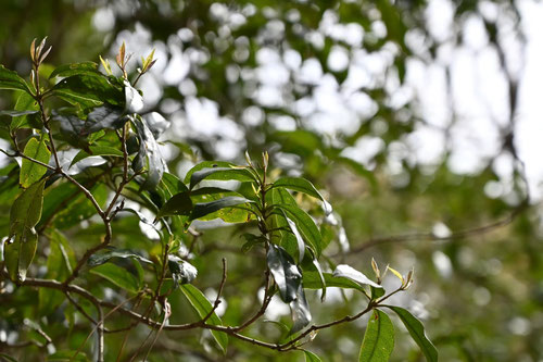 金木犀の木,キンモクセイ,きんもくせい