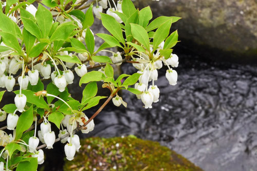 ドウダンツツジの花,どうだんつつじの木