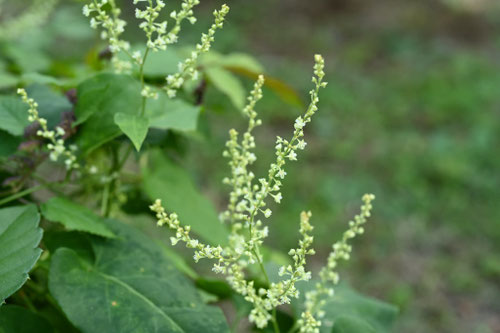 ツルドクダミの花,蔓蕺,つるどくだみ