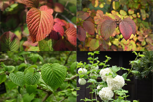 紅葉が綺麗な木の名前