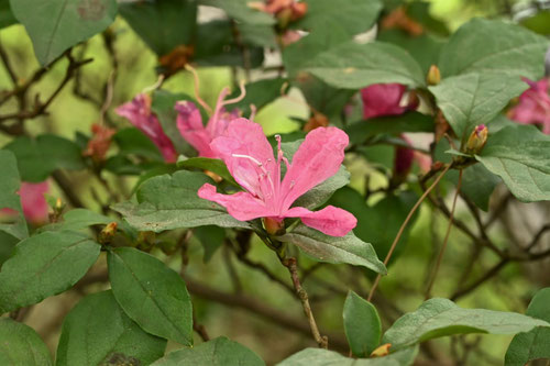 トウゴクミツバツツジの花,とうごくみつばつつじ