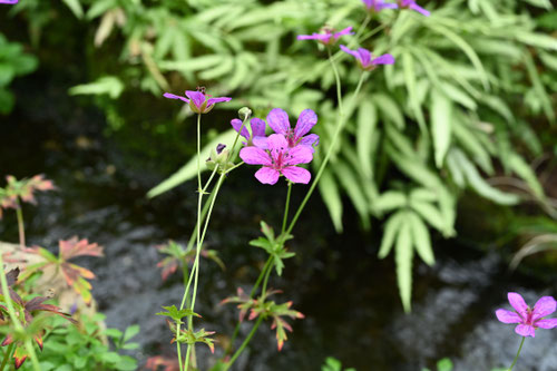 浅間風露,植物,あさまふうろ
