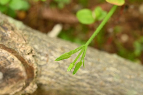 アカネ,若い蔓,茜,あかね,植物