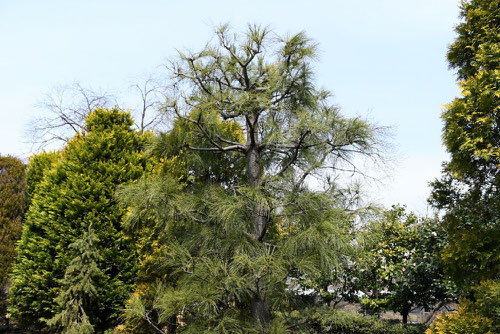 すとろーぶまつ,品種,Eastern white pine