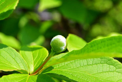 ナツツバキの蕾,画像,夏椿の木