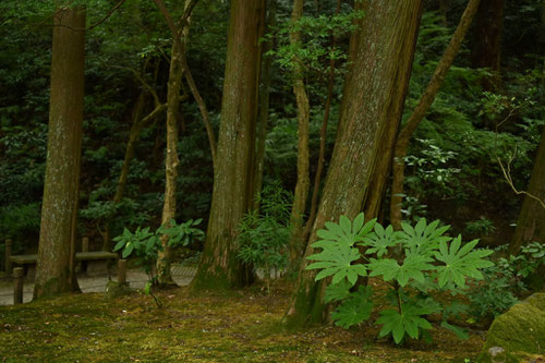 ヤツデの木,やつで,八手,植物