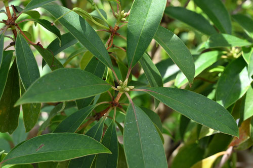 アマミセイシカ,あまみせいしか,植物