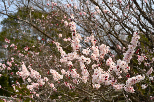 Flowering trees in August in March in Japan