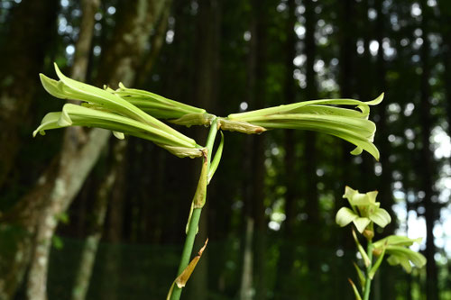 Heartleaf lily,flower