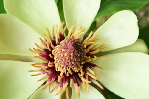 朴の花,ホウノキ,ほおのき
