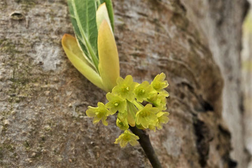 クロモジの木の花,めばな,くろもじ,黒文字の木