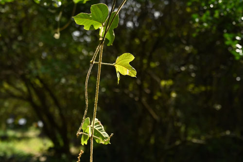 葛の木,駆除,植物,クズ,くず