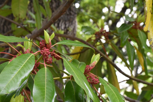 楪の木,ゆずり葉,ユズリハ
