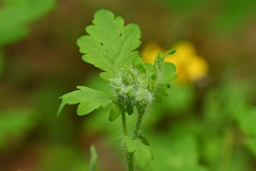 くさのおう,植物,がく