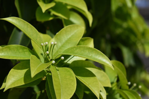 開花時期,ソヨゴ