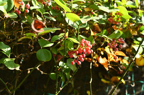 蔓,赤い果実,植物の名前