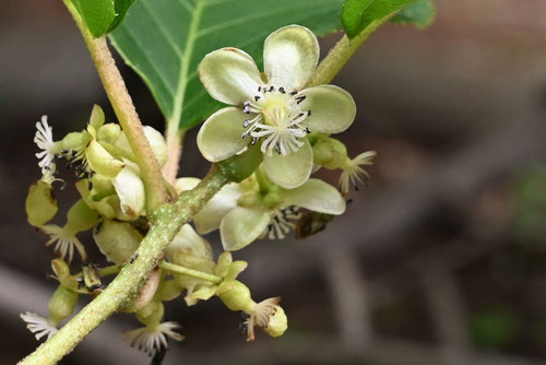 Kiwi berry,flower,picture